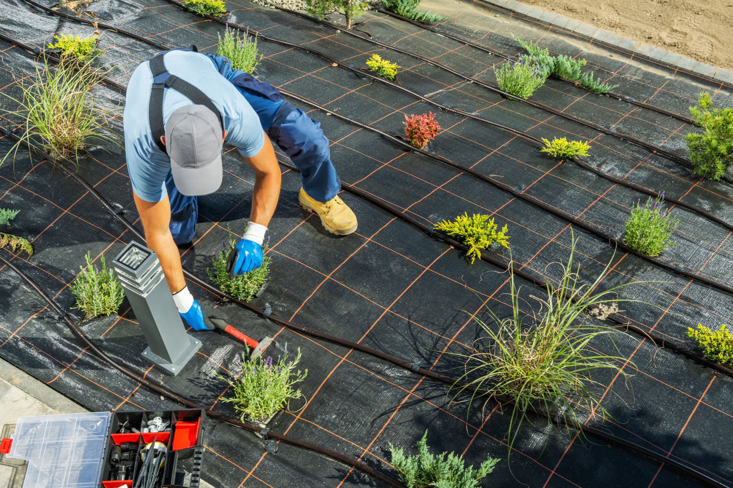 Gardener Installing Garden Drip Irrigation System